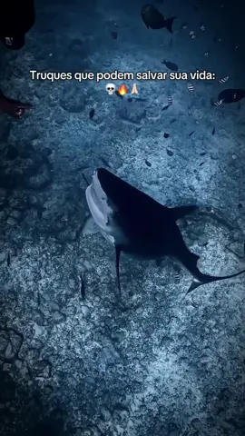 PARADOX🔥🤩 #tubarão #shark #ocean #brazilianfunk #extreme