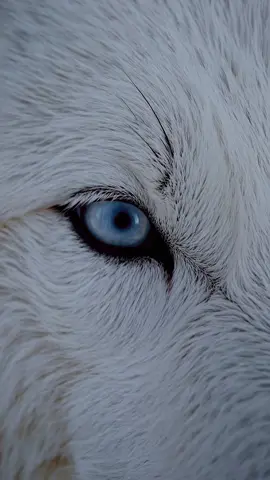 Eyes of the wild ❄️🐺 — a close-up of a white wolf with piercing blue eyes, calm and powerful in every gaze 💙🌬️ The spirit of winter, staring straight into your soul ✨👁️‍🗨️ #WhiteWolf #BlueEyedWolf #WolfGaze #WildSoul #NatureCloseUp #ArcticSpirit #WolfEyes #FrozenWild #MajesticBeast #WinterWolf #WildBeauty #AnimalPortrait #SnowHunter #NatureReel #UntamedEyes #AlphaVibes #SilentPower #IceWolf #MysticWild #WolfMagic #CloseToNature #FrozenLook #WildernessEyes #WildAndFree #ReelNature #LoneWolf #BlueStare #WildElegance #ColdSoul #PrimalGrace