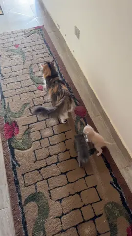 ‎ #نعمه #trending #trend #trendingvideo #CapCut #fyp #cats #catsoftiktok #pets #goviral #fy #PetsOfTikTok #animals #catsvideo #funnyvideos #4u #4upage #fyppppppppppppppppppppppp #f #fypシ #fypシ゚viral #viralvideo #video #explore #foryou #foryoupage #foryourpage #foryoupageofficiall #for #الشعب_الصيني_ماله_حل😂😂#ترند #ترند_تيك_توك #اكسبلور #اكسبلورexplore #kittens #lovecats 