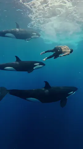 Flying with the gods of the deep. Exploration and filming with the best 🎥 wandering.westerner     #worldorcaday #orca #ocean #aquaman #poseidon #odyssey 