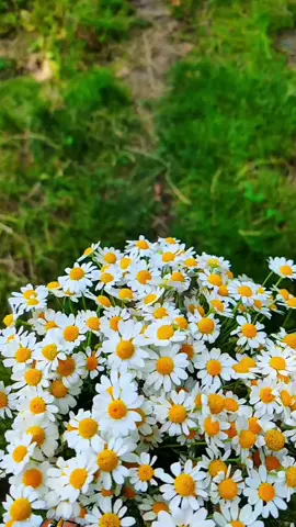 KaLbim Papatya İse Sarısı Sensin..  Ömrüm Masal Olsa Darısı Sensin.. Ben Benim Demeye Utanırım.. Aynada Gördüğüm Benin, Yarısı Sensin..