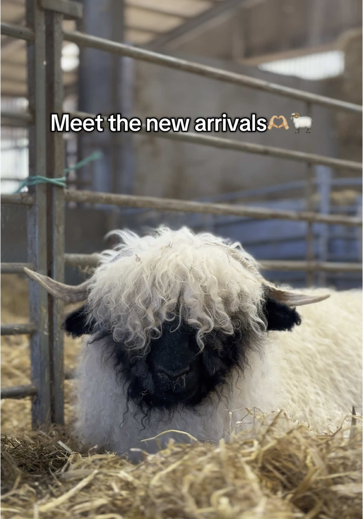 @Byretor Valais Blacknose Sheep 