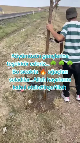 🌳🌳🌳