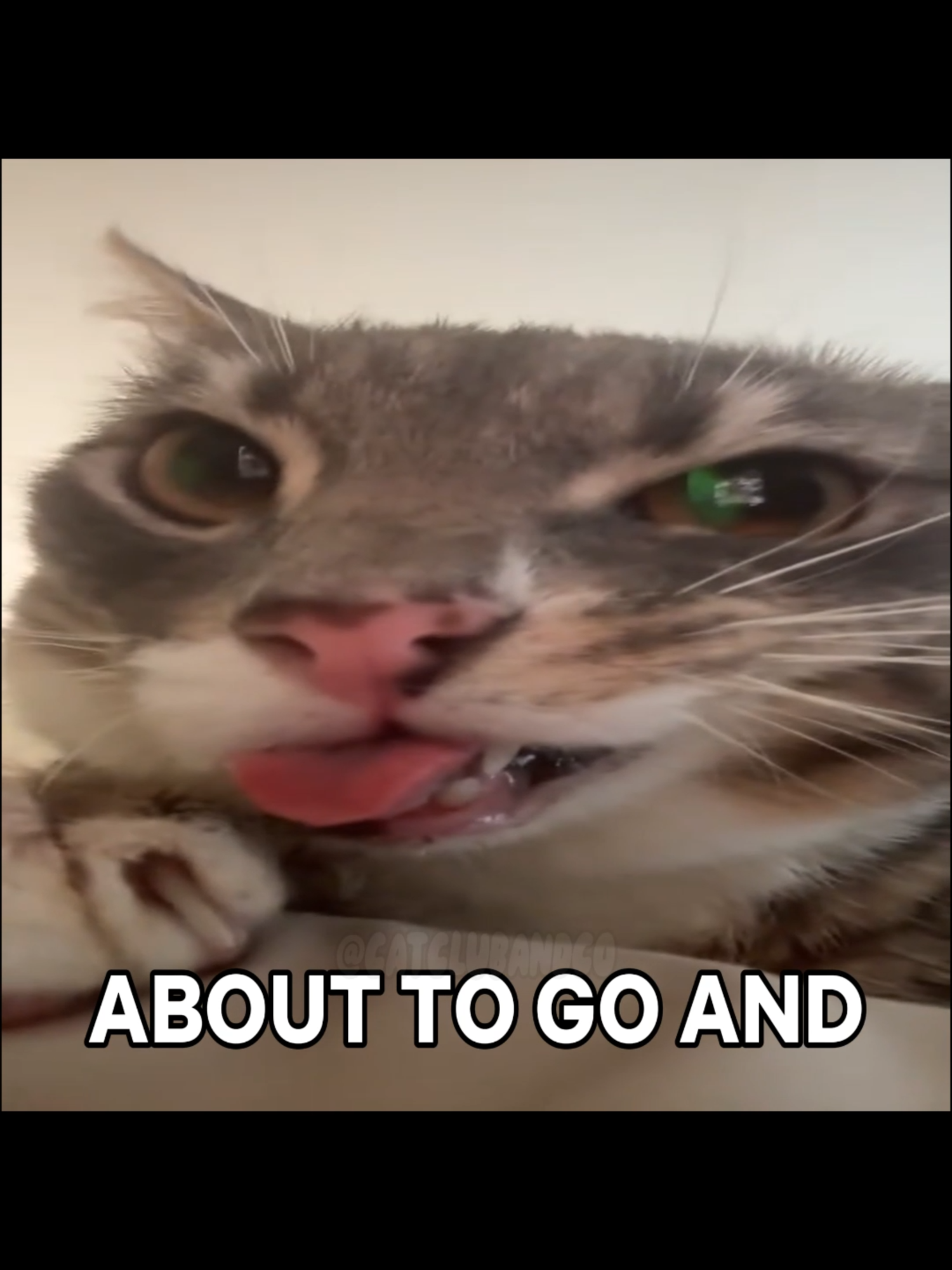BUT I CURMBLE COMPLETELY WHEN YOU CRY #catcore #cat #arcticmonkeys #catsofttiktok #cattok #fyp #catcontent