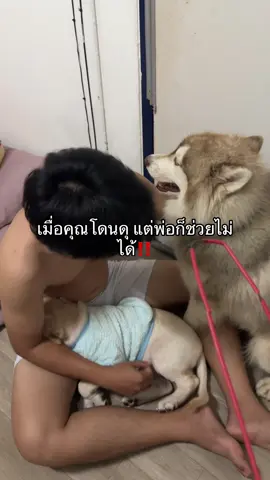 พ่อก็ช่วยไม่ได้#ลาบอดอร์ #เดอะแก๊งน้ำยาปรับผ้านุ่ม #ไซบีเรียนเป็นหมาตลก 