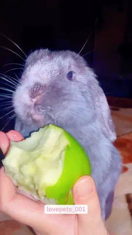 Bunny with personality.#bunny #bunnyrabbit #rabbitsoftiktok #rabbit #viral #usa #funnyanimals #fypシ #cute #funnypets #fyp #funny #foryou #funnyvideos 