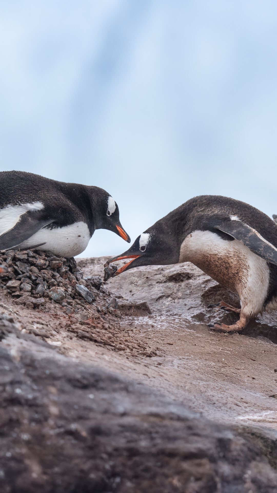 Did you know that penguins gift pebbles as part of their courtship rituals? Guests exploring The Great White Continent with Seabourn often witness the affectionate exchange of pebbles from male to female penguins. Upon acceptance, these treasured stones hold both symbolic and functional value, as they become part of the penguins' nest to raise their chicks and are valued as a token of commitment.