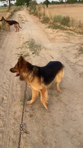 Join my WhatsApp group link in bio 😍😍#germanshepherd #foryou #viral #fypシ゚ #ad #foryoupage @Dogs Lover🔥 @bilaldogar__ 