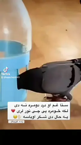 #duet #virlvideo #afghanistan🇦🇫 #ningrahrih😍halak🇦🇫 #virlvideo #Turkey #sadboy 
