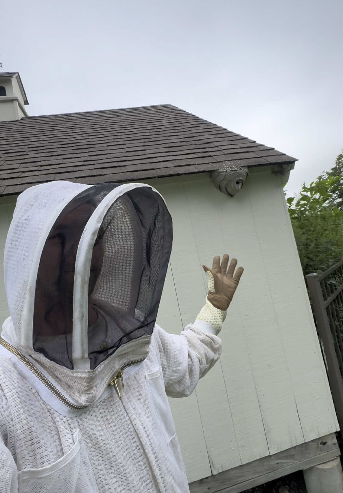 Bee nest removal, White face hornets 🐝🐝🐝🐝 #bee #bees #nest #exterminator #beenestremoval #landscape #whiteface #hornet #wasp #fyp #fy #foryoupage #trend #trending #japan #work #easy #ct #conneticut #danger #scared 