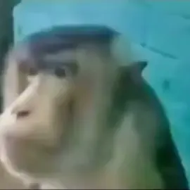 #luismiguel #mono #fyp #foryoupage #monkey 