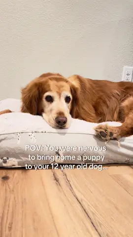 It was the best thing for her 🤍 #souldog #seniordog #goldenretrieverlife #puppy #dogtok #dogpack 