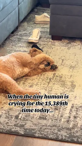 I just wanted to take a nap... #fyp #reel #funnydog #dog #dogvideo #babycrying #baby #goldendoodle 