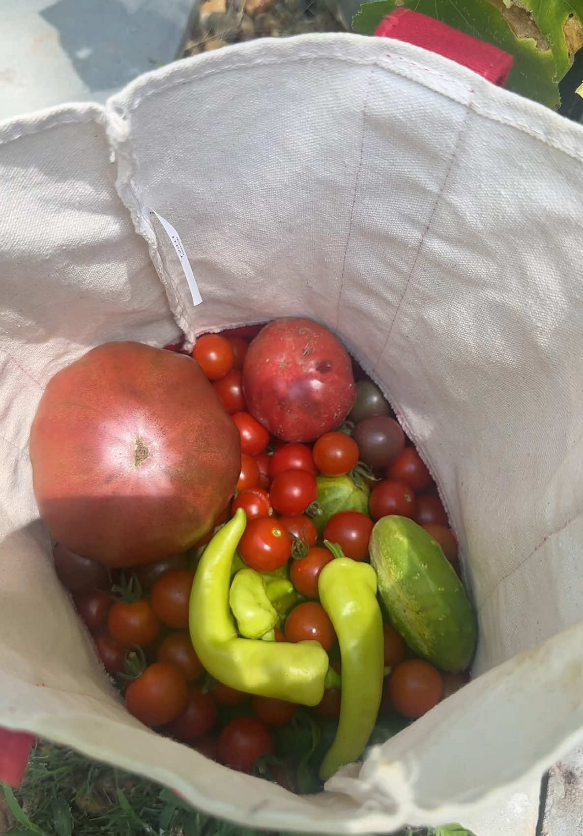 Harvest day!! 🍅🥒🫑 #gardening #harvestday #harvesting #veggies #fup #tomato #heirloomtomatoes #katinthegarden 