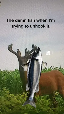 #Meme #MemeCut 