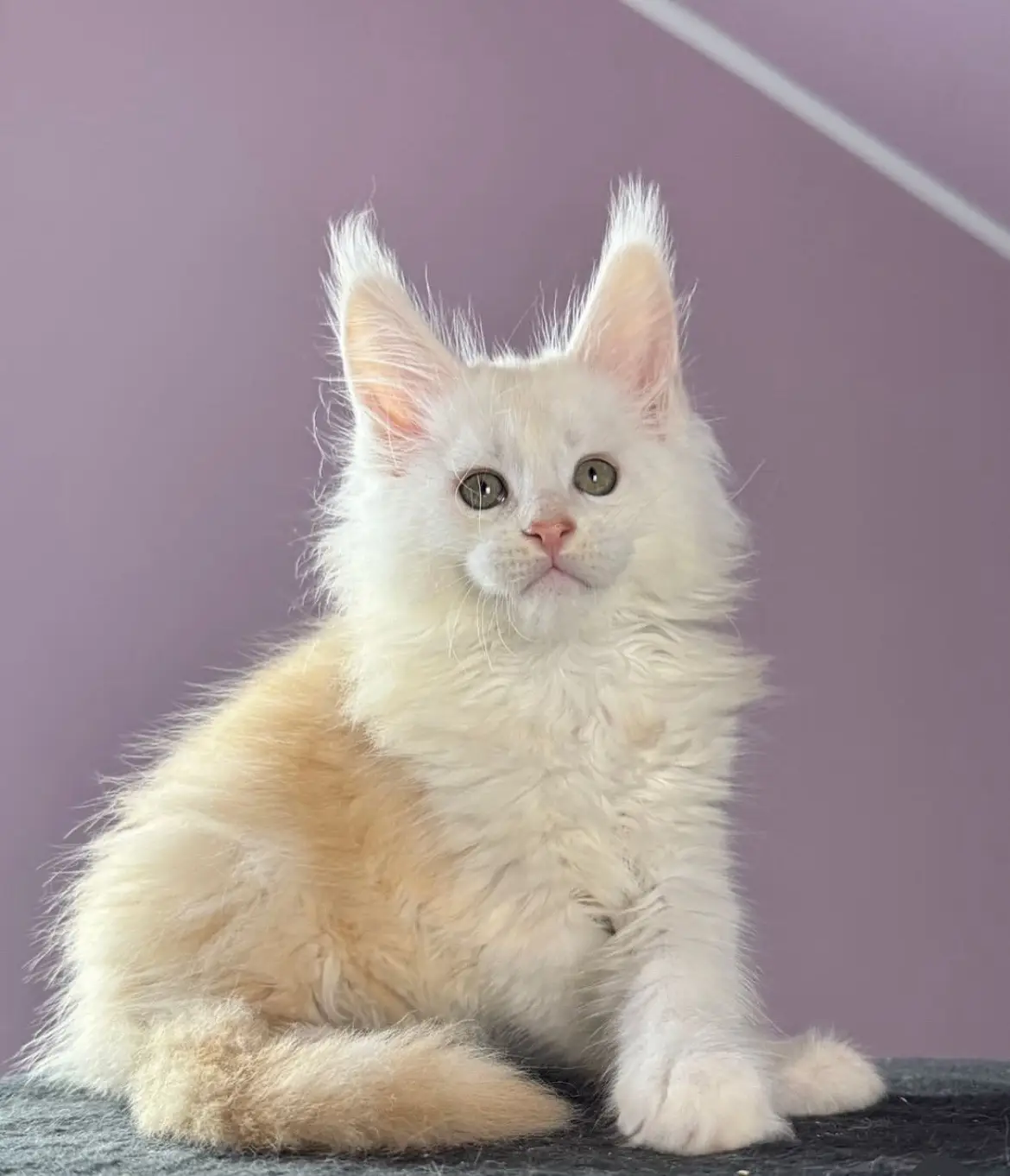 Looking for the perfect addition to your family? Our adorable Maine Coon kitten is now ready for a loving forever home! ❤️ ✨ Breed: Purebred Maine Coon ✨ Age: 12 weeks old ✨ Gender: female  ✨ Color: white  ✨ Personality: Sweet, playful, affectionate, and very smart!