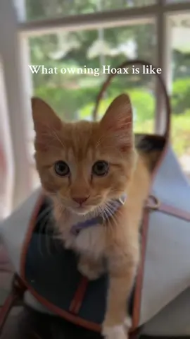 And his zoomies are too fast to capture on camera #cattraining #kittentraining #newkitten #travellingwithpets #adventurecat 
