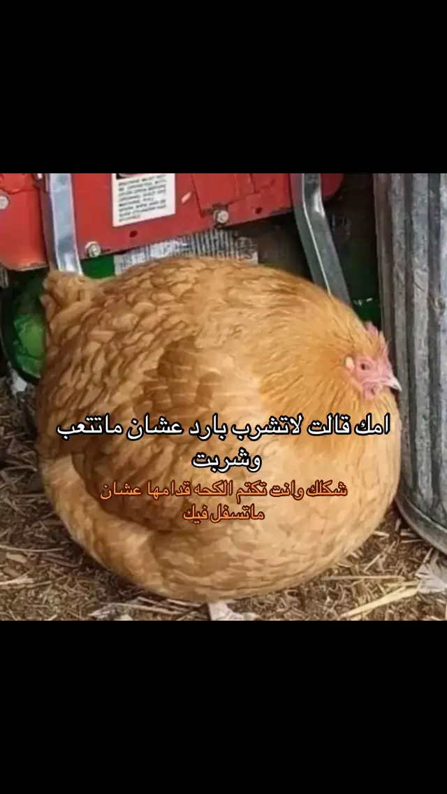 #ذبات #pov #viral 