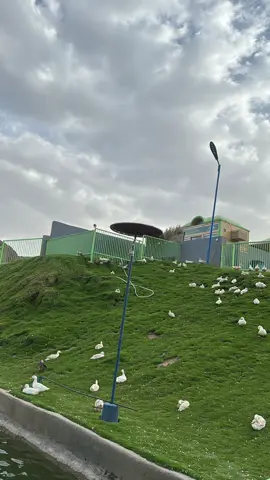 # نجران # منتجع خيال رفيف #