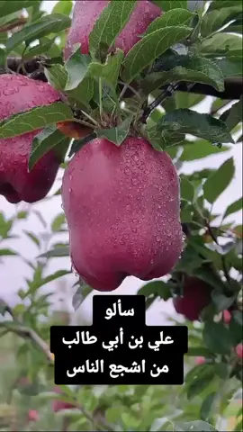 سألو علي بن أبي طالب من اشجع الناس#قصص #بدر_مشاري #رسول_الله_صلى_الله_عليه_وسلم🕋❤ 