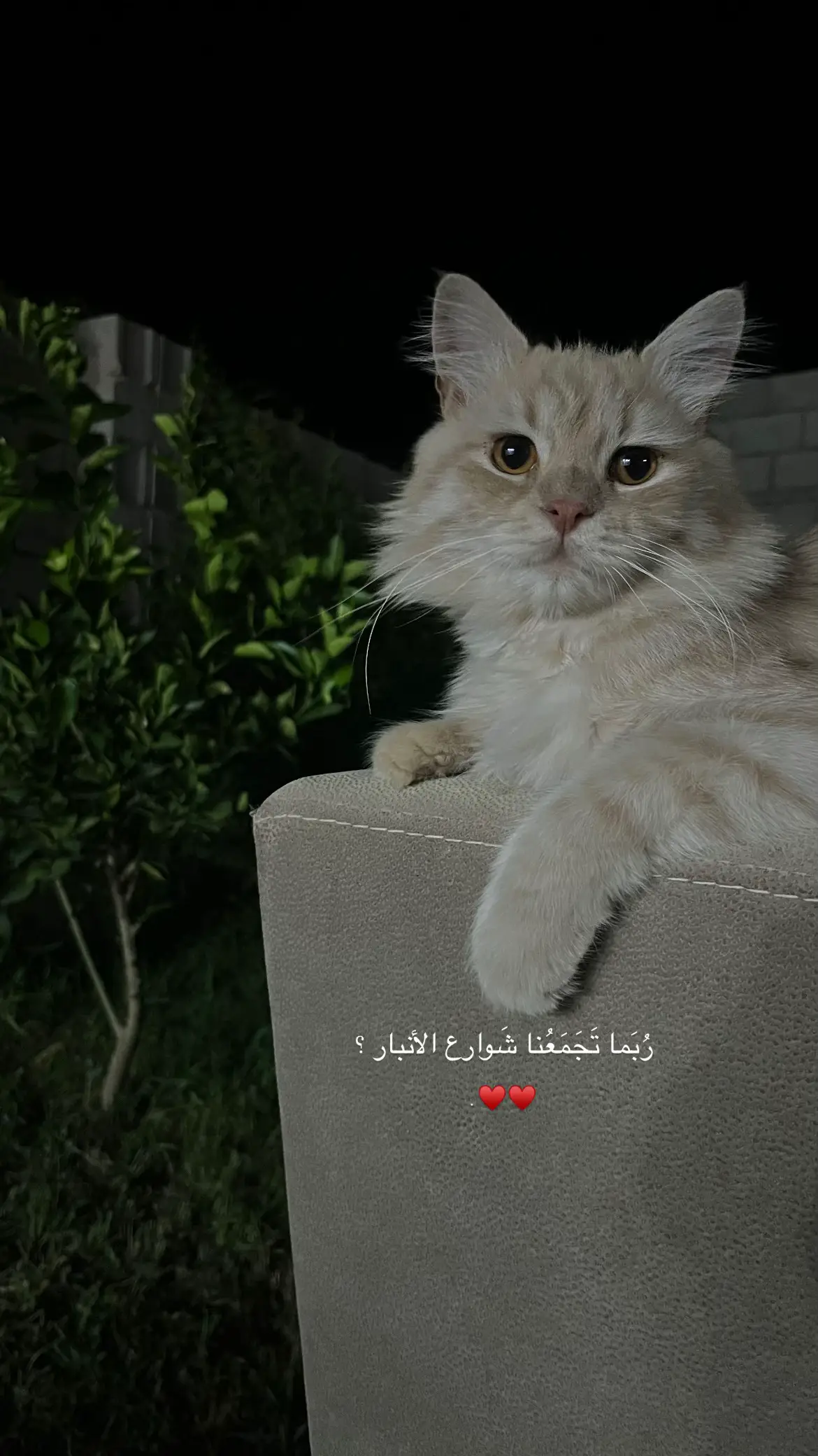 #الانبار #عبارات #اقتباسات #اكسبلور #طوق_البنات #موسيقى #تصويري_احترافي_الاجواء👌🏻🕊😴 #تصويري📸 #قطط #cat #fyppppppppppppppppppppppp #الانبار_موصل_بغداد_اربيل_كل_المحافظات 