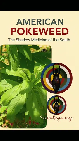 🌿✨ AMERICAN POKEWEED: THE SHADOW MEDICINE OF THE SOUTH ✨🌿 There are some plants that don’t whisper — they purge, they demand your presence, they initiate. Pokeweed (Phytolacca americana) is one of those fierce ancestral allies. Often misunderstood, often feared — but those who carry Southern roots or ancestral plant knowledge know her as a plant of deep clearing, lymphatic movement, and soul release. She reminds us: “You must go through it to heal it.” Let’s honor her whole-body medicine: ⸻ 🤍 PHYSICAL Benefits • Stimulates the lymphatic system to support immune health and detoxification • Can aid with chronic inflammation, swollen glands, or mastitis (externally) • Topical poke oil is used to support breast health, especially in postpartum or during hormonal transitions • Small cooked amounts of young spring shoots (called “poke sallet”) were historically eaten in rural folk medicine for gut and blood cleansing ⚠️ IMPORTANT SAFETY NOTE: All parts of the pokeweed plant are toxic in raw form. It must be prepared properly and used only under guidance. ⸻ 🍵 WAYS TO PREPARE POKEWEED SAFELY 🌱 Poke Sallet (Spring Shoots Only) • Harvest very young shoots under 6 inches tall (before leaves mature) • Boil in water for 20 minutes, drain, and repeat the boil 2 more times • Cook like collard greens or with eggs — NEVER eat raw or undercooked 🌿 Infused Poke Root Oil (Topical Use Only) • Wash and chop small amount of dried root, then infuse in oil (olive or castor) for 4-6 weeks • Use externally for lymph massage, swollen glands, or breast care — never ingest • Do a small patch test before applying widely 🍷 Pokeberry Tincture (Highly Diluted & Herbalist-Guided Use Only) • 1-3 dried berries macerated in high-proof alcohol • Extremely low dose remedy (1-3 drops) used in advanced lymphatic formulas • Best used under guidance of a trained herbalist only ⸻ 🌀 SPIRITUAL Benefits • A shadow plant — excellent for emotional detox, energetic cord-cutting, and ancestral clearing • Helps us move through grief, betrayal, trauma, and emotional stagnation • Reminds us that true healing is not always sweet — but it is sacred 💗 EMOTIONAL Benefits • Helps release trapped emotions stored in the tissues, especially in the womb and breasts • Encourages fierce clarity, truth-telling, and spiritual protection • Supports the deep work of emotional purification and rebirth ⸻ 🌿 Pokeweed is medicine for those walking through initiations — birthworkers, death doulas, trauma healers, and those unafraid of the dark. She says: “Come correct. I’m not your tea herb — I’m your reckoning.” And for those who are ready to purge the poison — she will walk with you all the way to your power. #PokeweedMedicine #ShadowWorkHerbs #SacredHerbalism #LymphaticHealing #WombWisdom #PostpartumHerbs #PlantSpiritMedicine #HerbsForHealers #BlackHerbalists #SouthernRootsMedicine #SacredBeginnings #HealingThroughRelease #BreastHealthSupport #EmotionalDetox