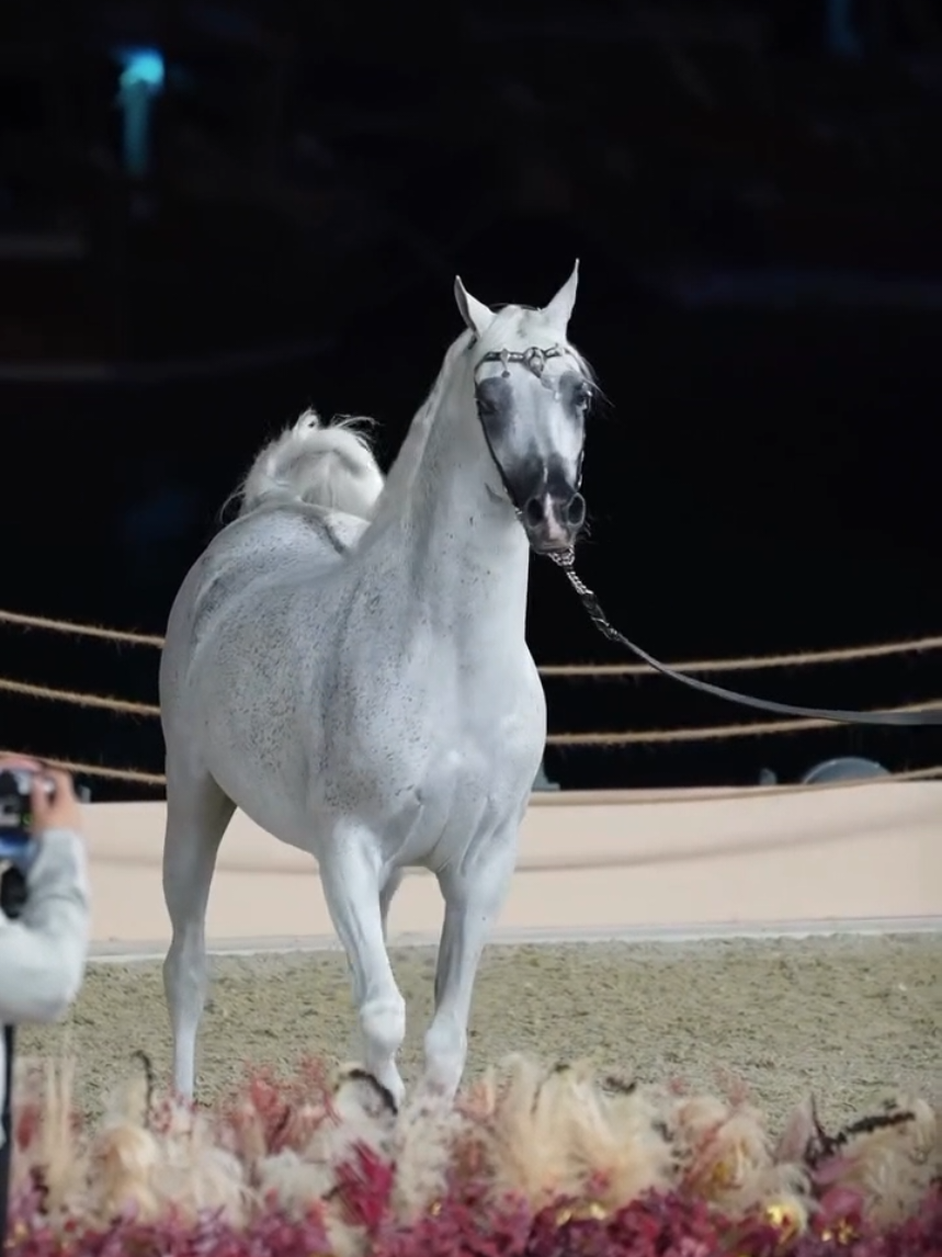 #خيل #خيل_عربي #خيل_عربي_اصيل #أكسبلورر #أكسبلور_تيك_توك🌹🌹nora_norica 