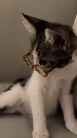 #الشعب_الصيني_ماله_حل😂😂 #مالي_خلق_احط_هاشتاقات #اكسبلور #fyp #foryoupage #explore #قطط#catsoftiktok #catlover 