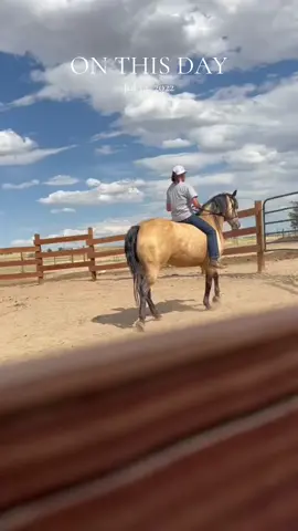 Kind of miss this made, even with her bad attitude 😂#onthisday #mare #buckskin #horse 