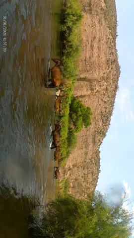 Felt like a movie. Wild horses!!  #arizona #saltriver #wildhorses 