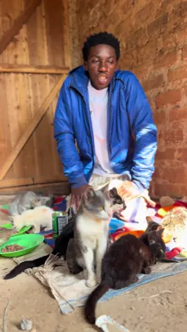 Donate today links in bio #catsoftiktok #catlover #viwes #goviral 