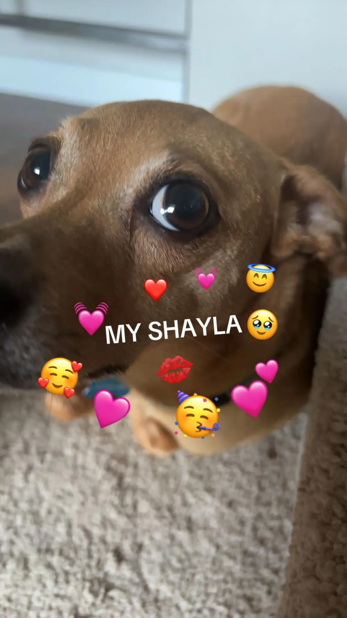 #myshayla #cute #dog