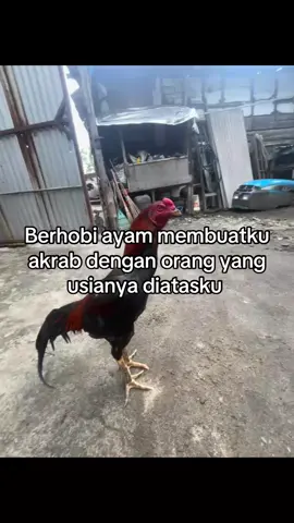 #mangonclasik #ayambangkoksuper #import #jagomerah