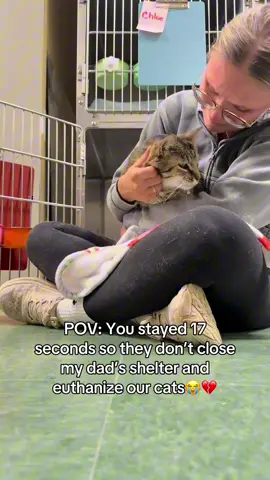 Kind comment would be greatly appreciated #cats #shelter #animal 