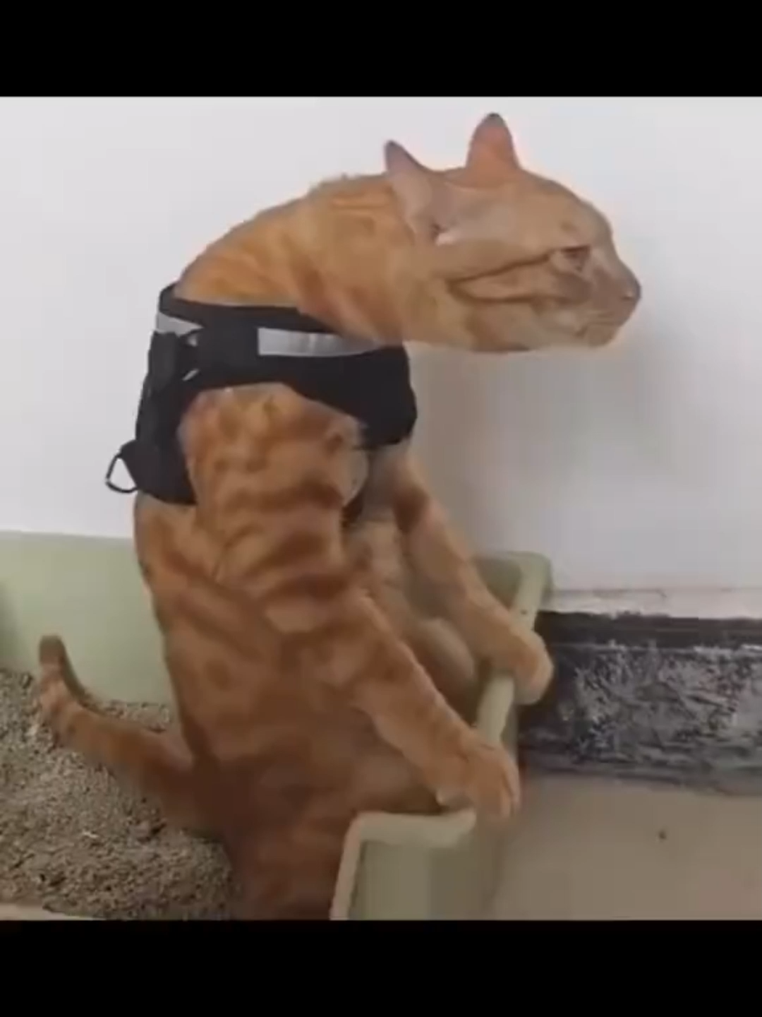 Pt27  Best caption ever!!? #fyp #gatos #catcore #cat