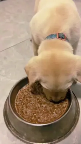 O cachorro precisa se alimentar do jeito certo! 🏷SALESADESTRA na @Petz #cachorro #cachorros #animais #caes 