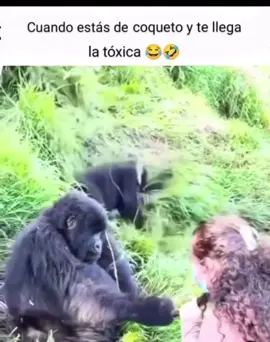 Jajaja pa que ande más de coquetón 🤭😆 #fyp #fypシ゚viral #parati #gorilla #animals #funny #ja #toxicos #lol #fyppppppppppppppppppppppp 