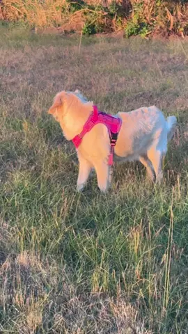 😍🐕💕 #goldenretriever #honey #fypシ #videoviralitiktok #Love #fypシ #honey 