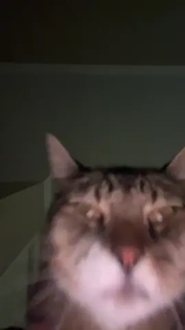 #cat #catsoftiktok 