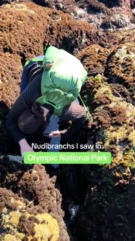 My time looking for sea slugs in Olympic National Park included sticking my head upside and kneeling in cracks to get a peak at a colorful blob. The rocky shores of the coast are very different from what I’ve been used to in the Salish Sea. It’s really fun to learn and experience these different ecological niches!  #pnw #nudibranch #seaslug #washington #olympicnationalpark #tidepooling #tidepools #washingtontravel #pnwadventures #rockpool 