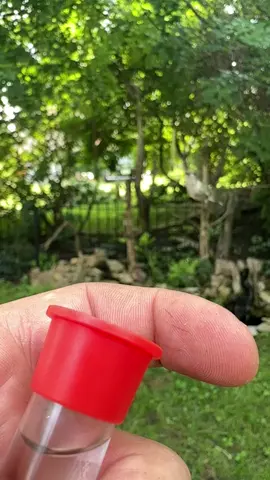I’ve been able to get 4 different birds to land now.  I have such a riveting life… #hummingbird #hummingbirdsoftiktok #fyp #fy #nature 