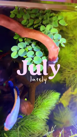 Love me some bettas   #BettaFish #BettaTok #FishTok #AquariumLife #BettaLove #BettaAddict #BettaCommunity #FishOfTikTok #AquariumTok #FYP #ForYou #ForYouPage #ViralVideo #TikTokPets #PetContent #DailyVlog #ChillVibesOnly #Aquascape #WaterVibes #FishVibes #AquariumAesthetic #FightingFish #TankBoss #FishDrama #BettaPersonality #PetFishWithAttitude #FishWithFans #BettaLife #CapCut #bibimbap #tannins #kanaplex #aestheticbettatank #bettafish #bettatank#CapCut 