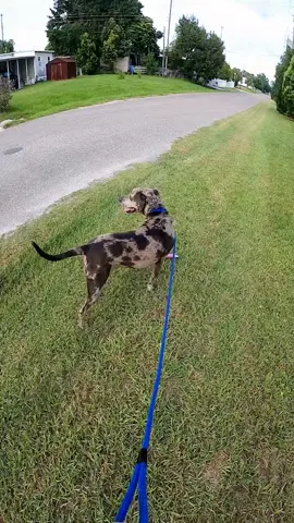 Sound up. This dog, y'all. Listen to his harumph! 🤣 #dogsoftiktok #catahoulamix #rescuedog #florida #monday 