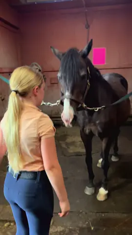Do it lady! Buy them a pony! #creatorsearchinsights #horsesoftiktok #horses #poniesoftiktok #horsegirl 