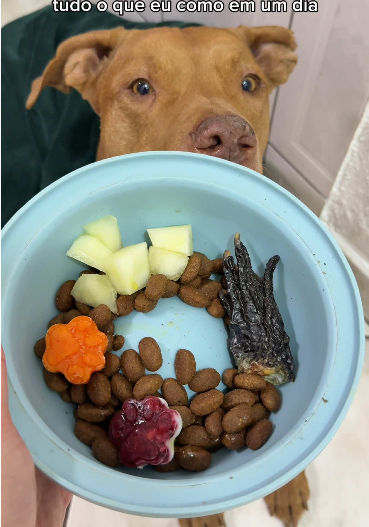 é isso que é uma vida de cão? 🤭 #pitbull #cachorro #alimentacaosaudavel #rotina #pets #asmr 