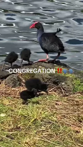 DAAAYYYUUUMMM 🗣️❤️ day 7.5 #meme #damnbird #DAMN #fyp #funny #shitpost #viral 