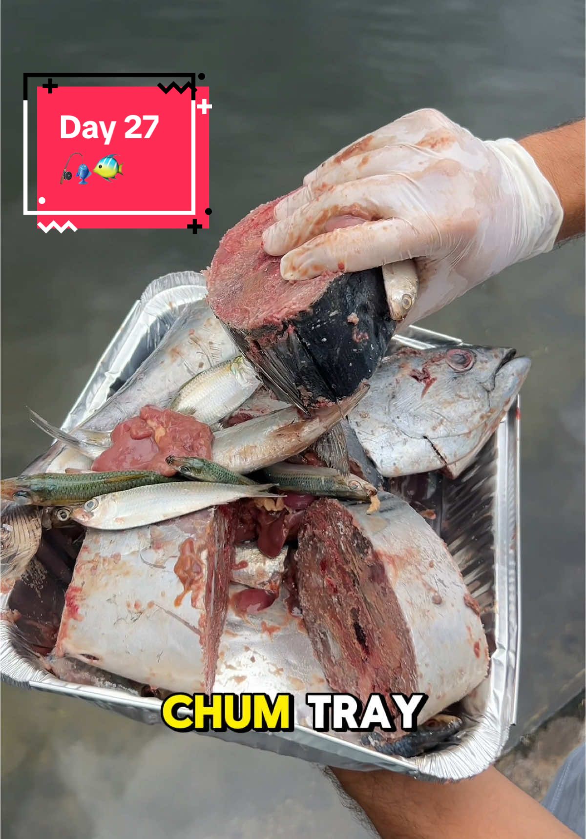 Replying to @thattboychris14 FISHING MY AQUARIUM 🎣🐟 Day 27 🪣 #tarpon #fishing #fish #chum #snook #underwater #florida #keys #saltwater #lake #fyp 