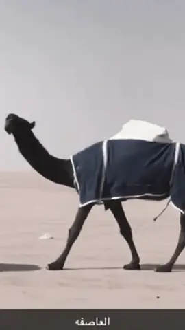 ارشيف_العاصفه_ل_ابن لبدان👋🏻👋🏻