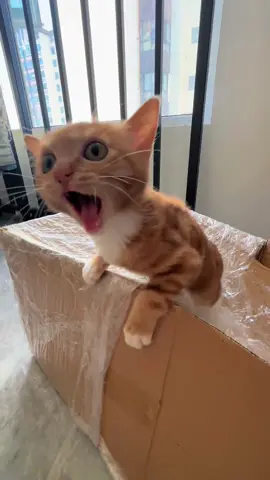 Angry kitten.#funny #fyp #foryou #cute #cat #catlovers #catsoftiktok #fypシ 