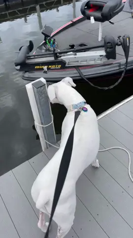 Lake puppy!! First time on the boat and she loved it! #boxerdog #lake #tablerocklake #lakelife #dogmom #fyp #water #lakeday 